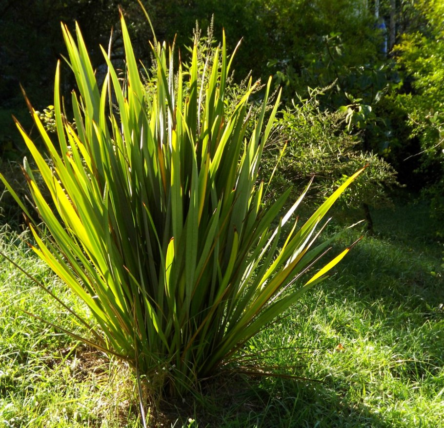 Формиум новозеландский