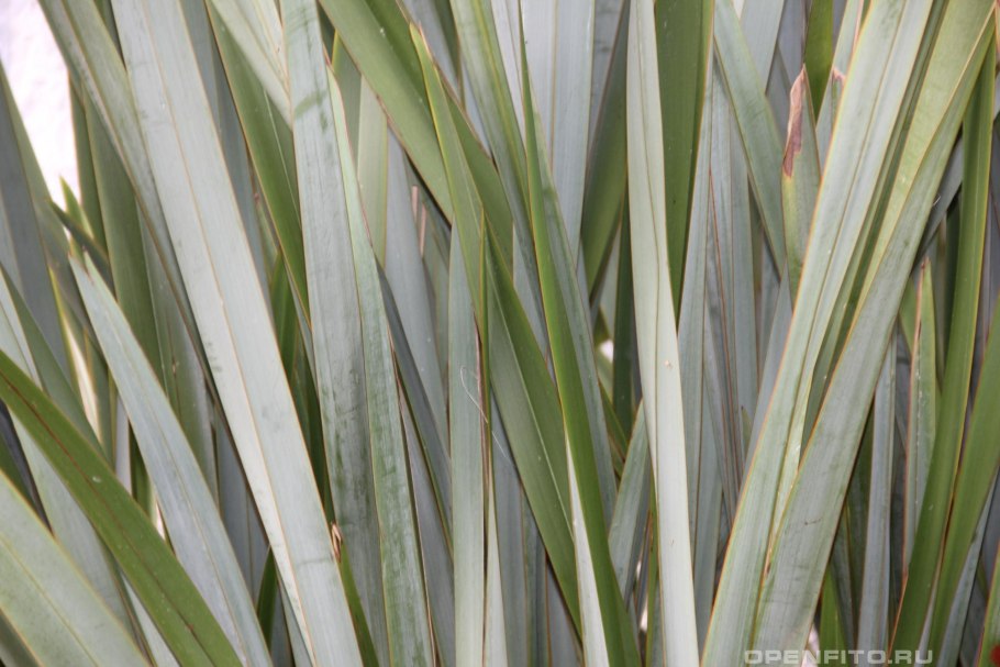 Phormium Tenax