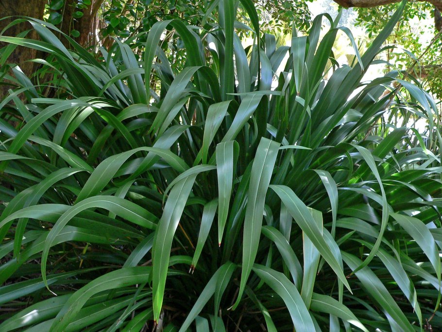 Phormium purpureum