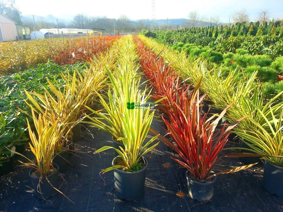 Бирюзовый лен цветет