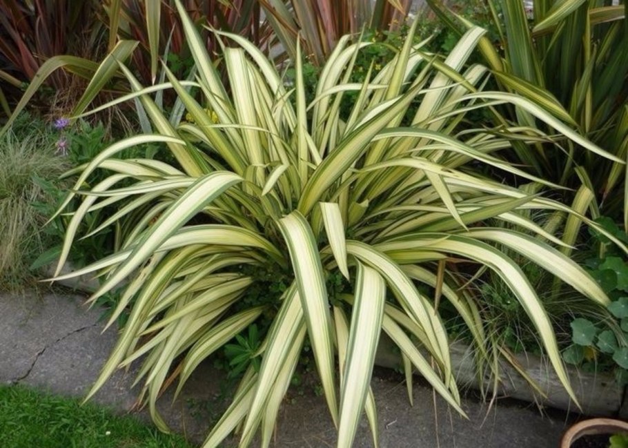 Новозеландский лен (Phormium Tenax