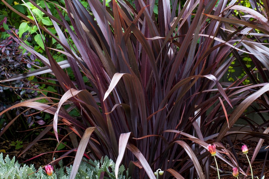 Формиум вязкий