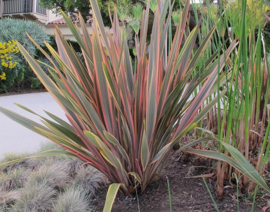 Харакеке растение