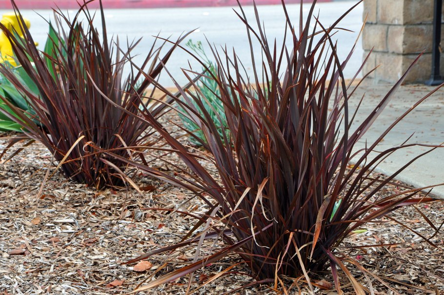 Формиум ( сорт 'Apricot Queen')