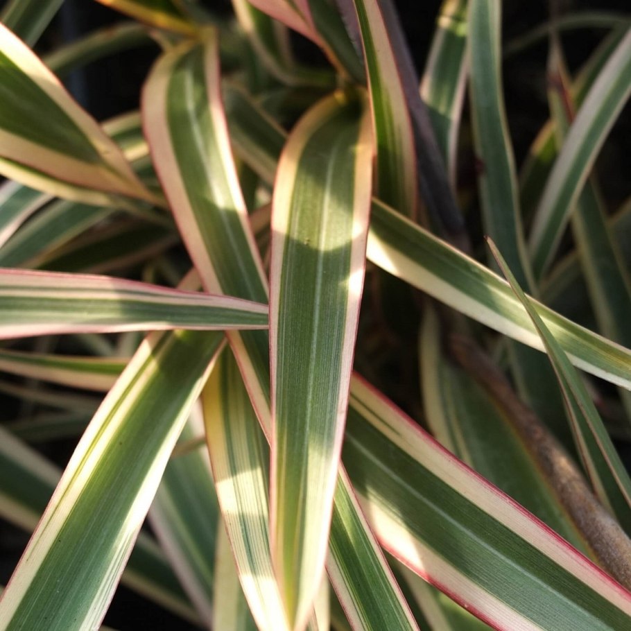 Формиум новозеландский лен