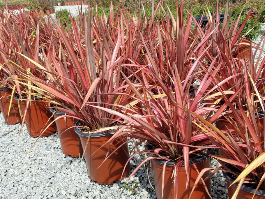 Phormium Tenax