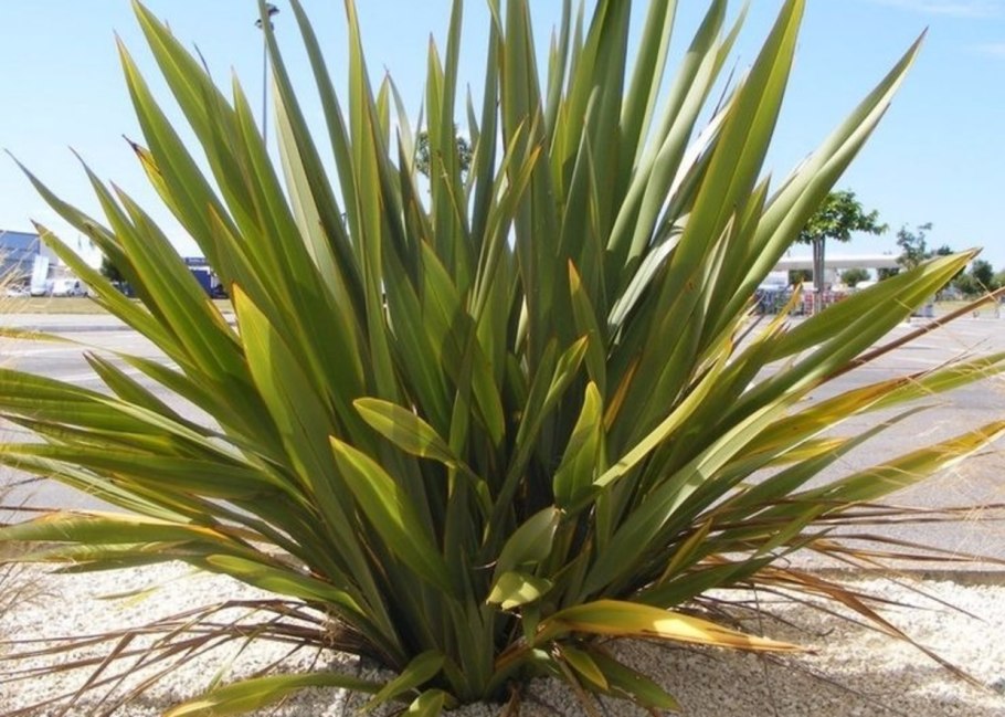 Формиум новозеландский