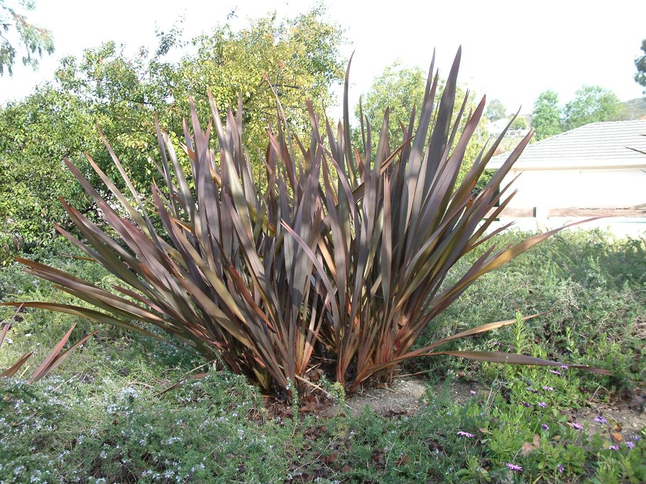 Phormium Tenax variegatum