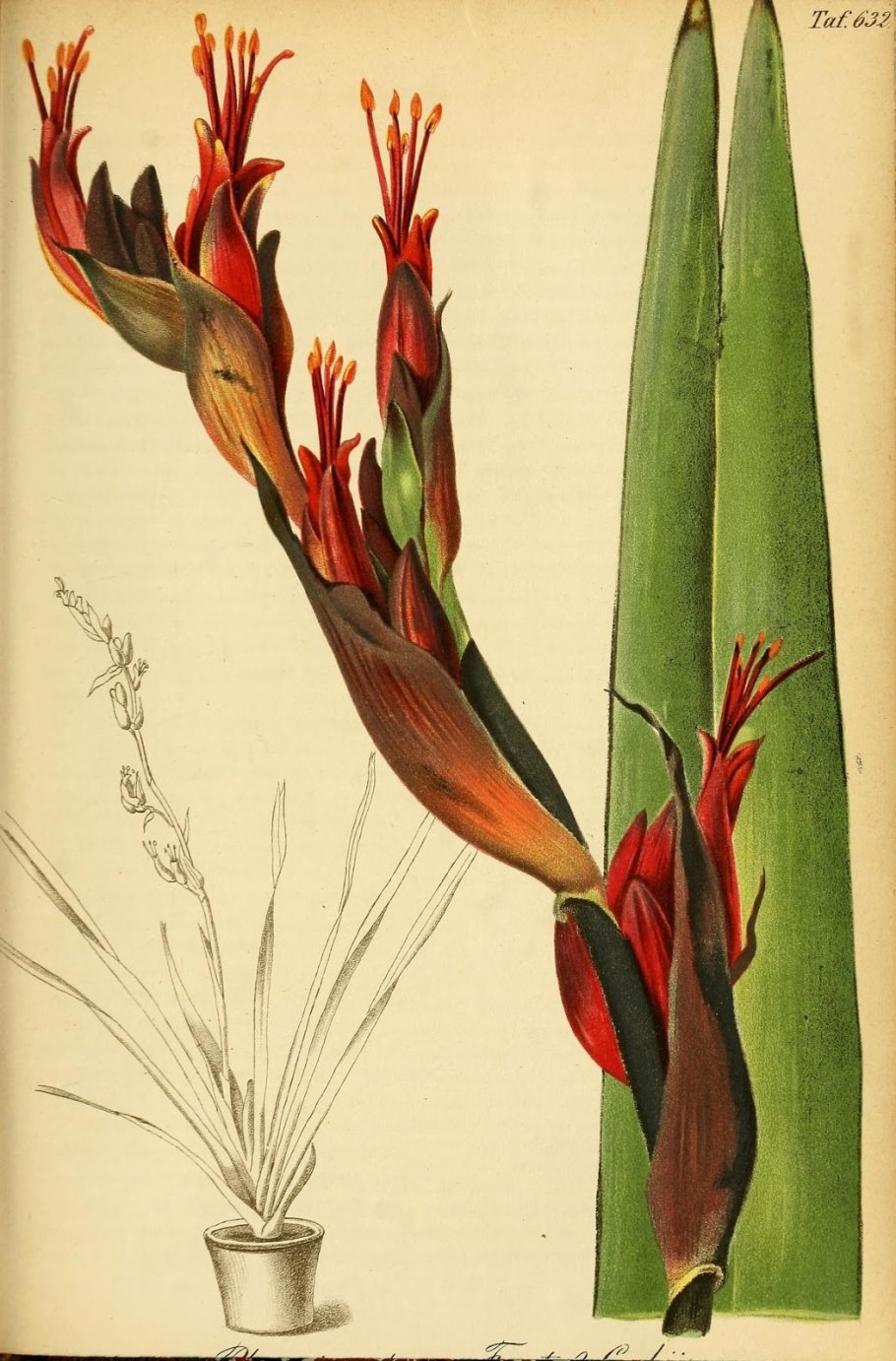 Акорус Вариегатус