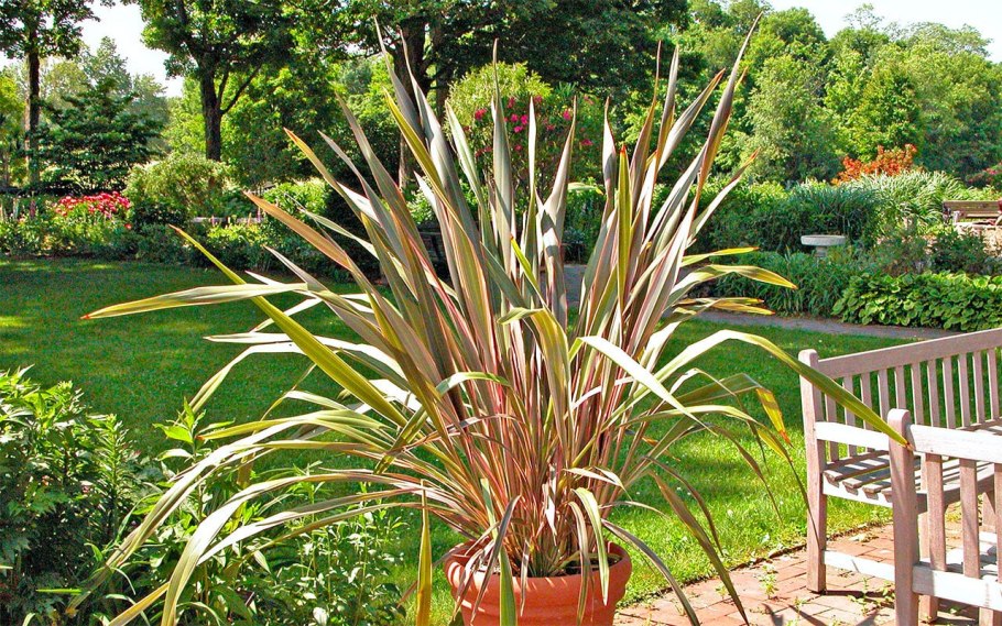 Формиум Вариегата