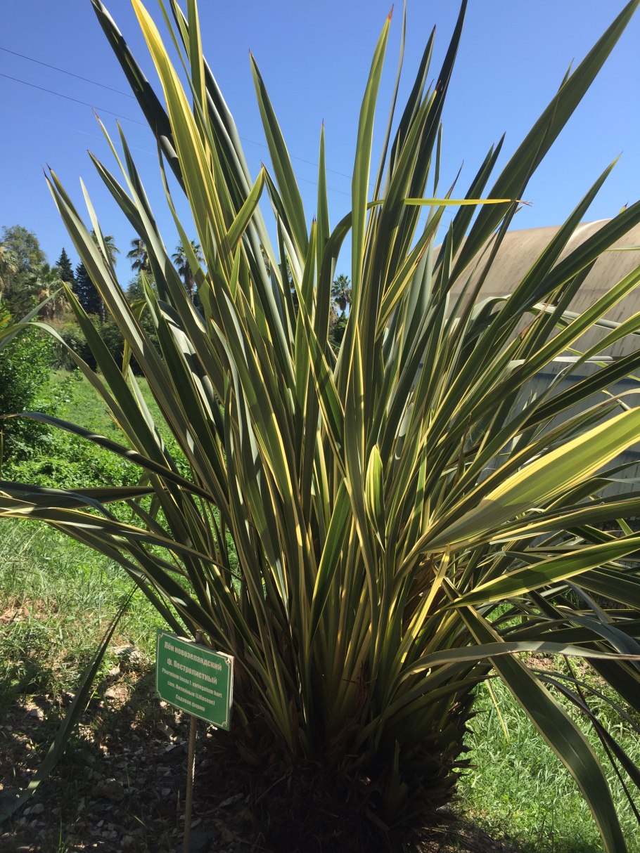 Phormium Tenax