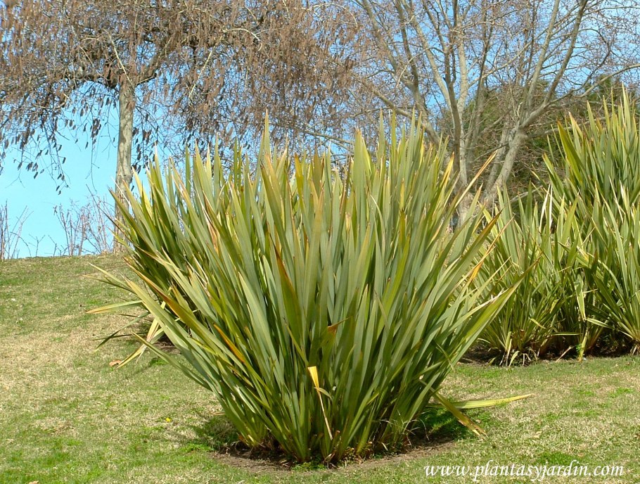 Формиум новозеландский