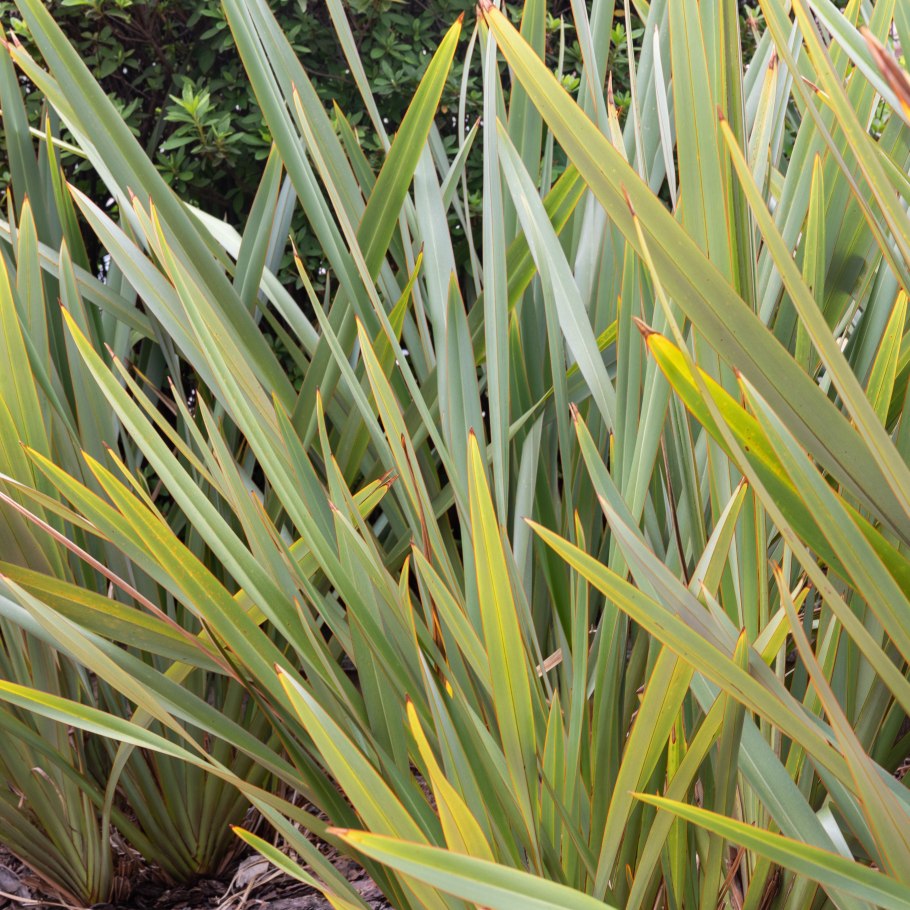 Формиум новозеландский лен