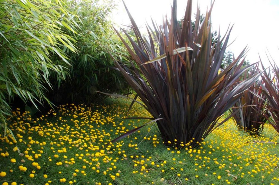 Phormium 'variegatum'