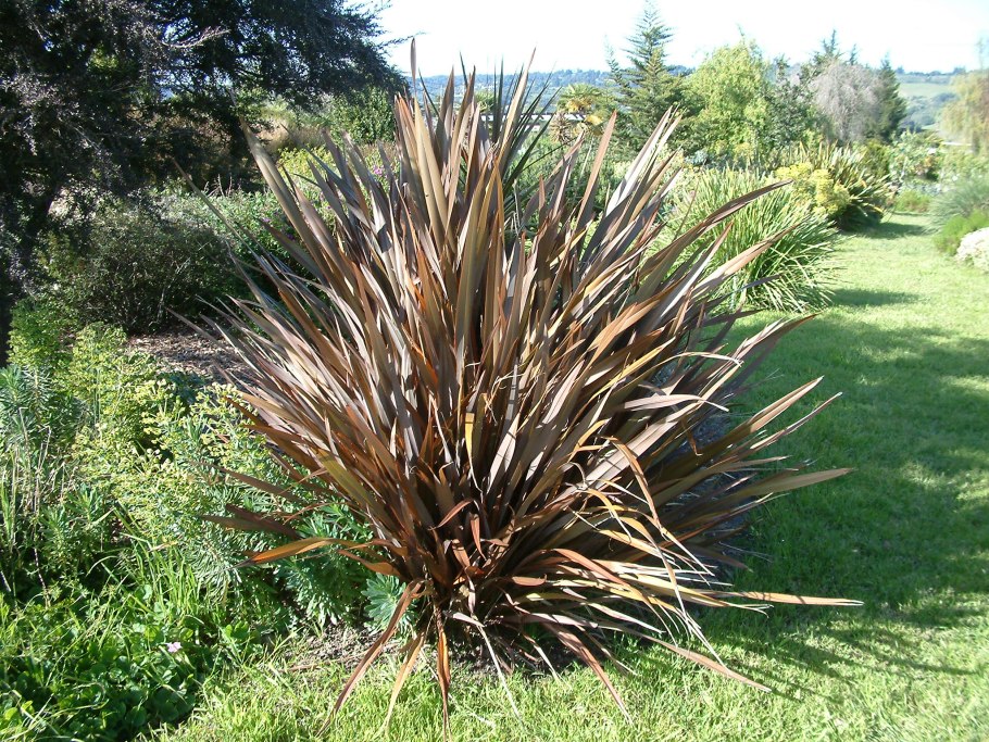 Формиум Тенакс