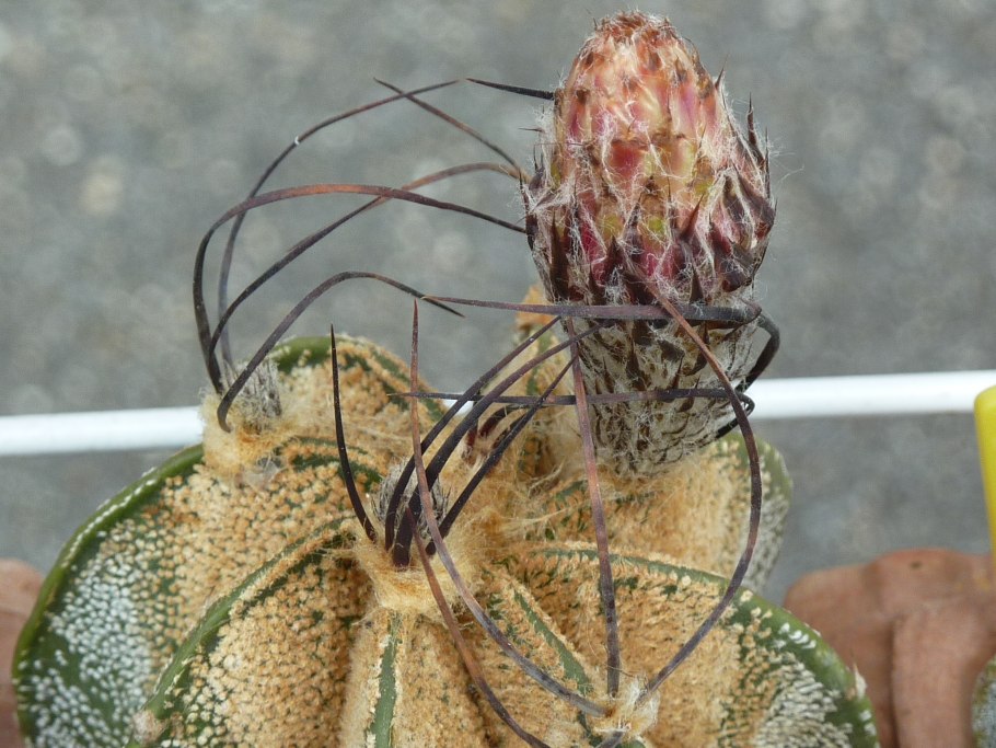 Austrocactus philippii VG-1405