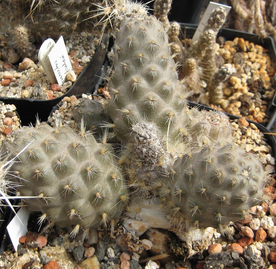 Pterocactus Australis