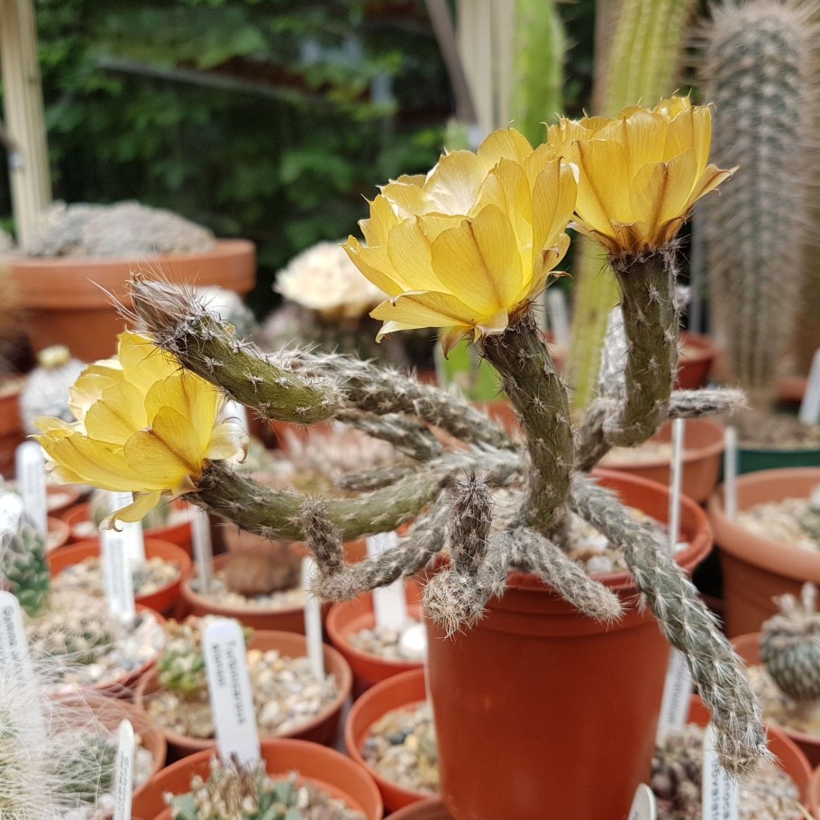 Pterocactus araucanus MK-1090