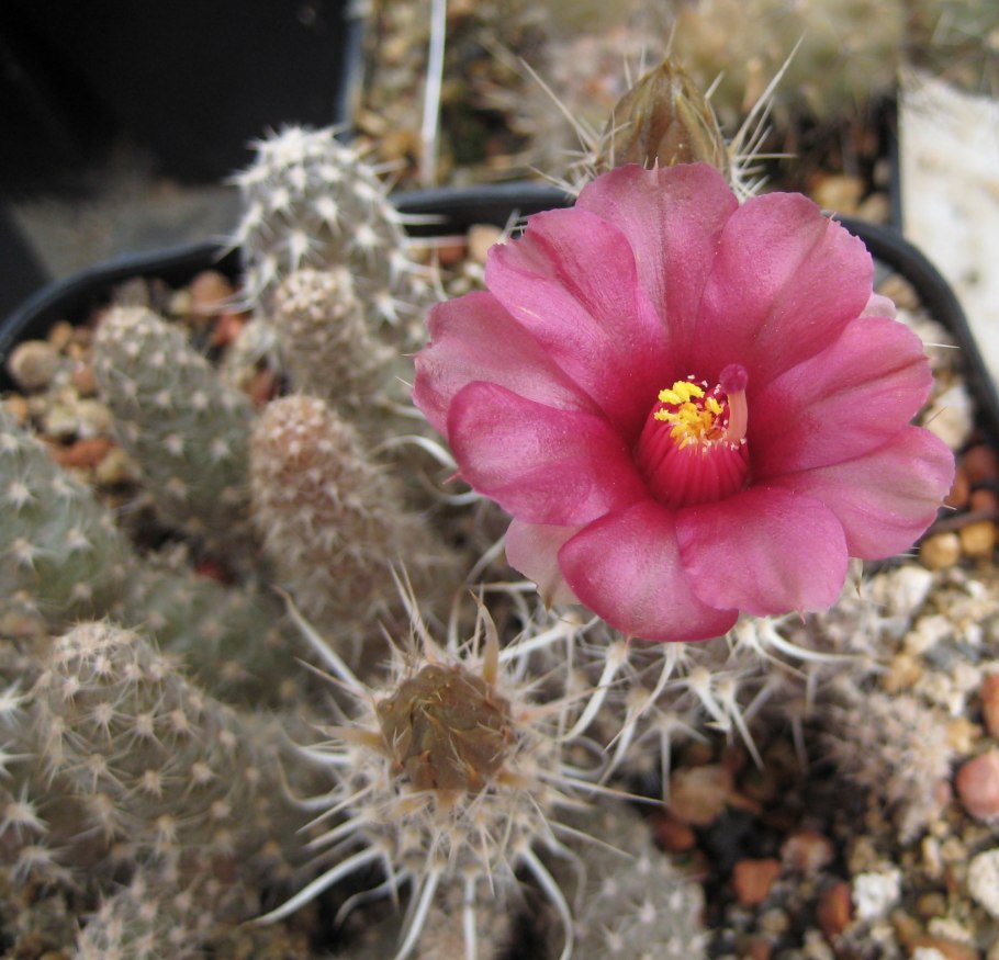 Pterocactus tuberosus