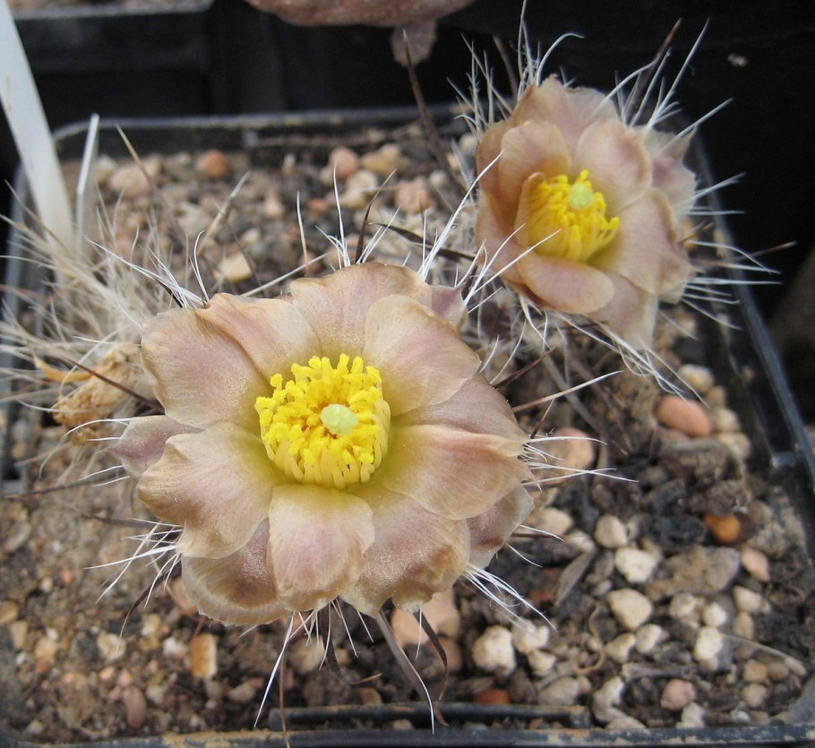 Pterocactus araucanus