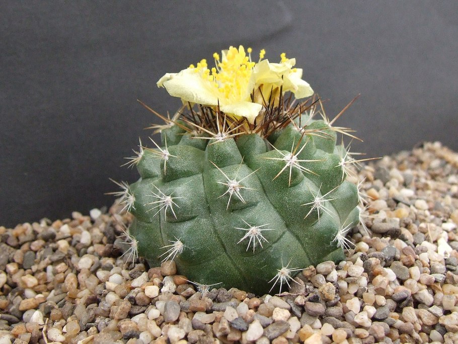 Austrocactus COXII