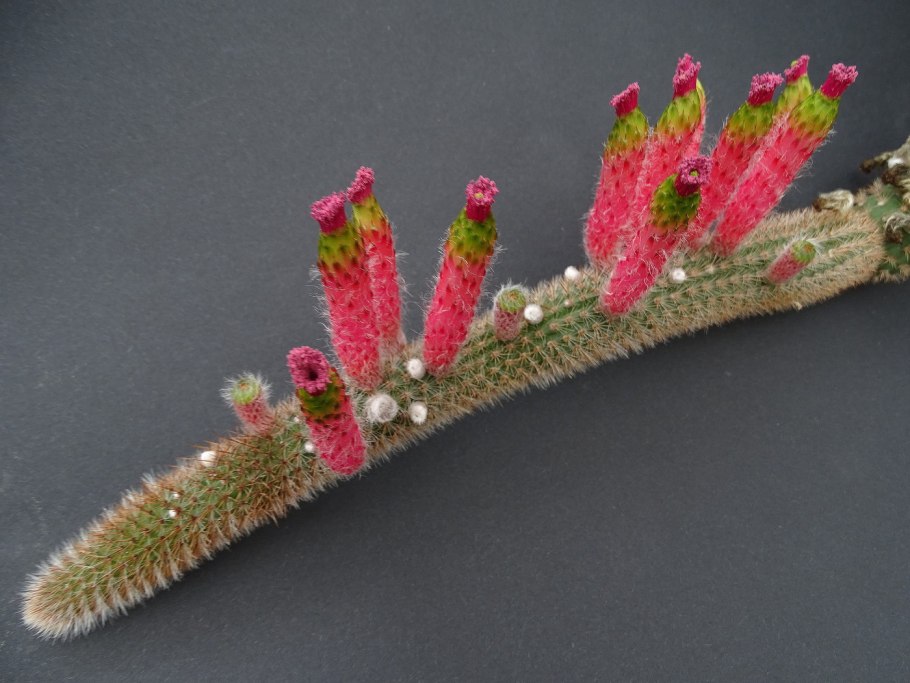 Обрегония суккулент