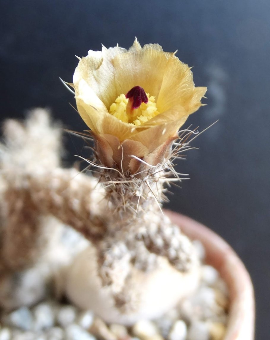 Pterocactus Australis