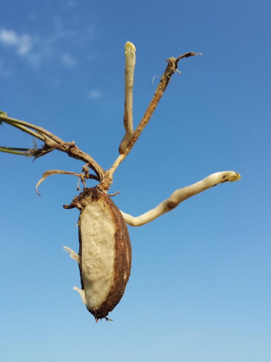 Мини экскаватор Kobelco sk025