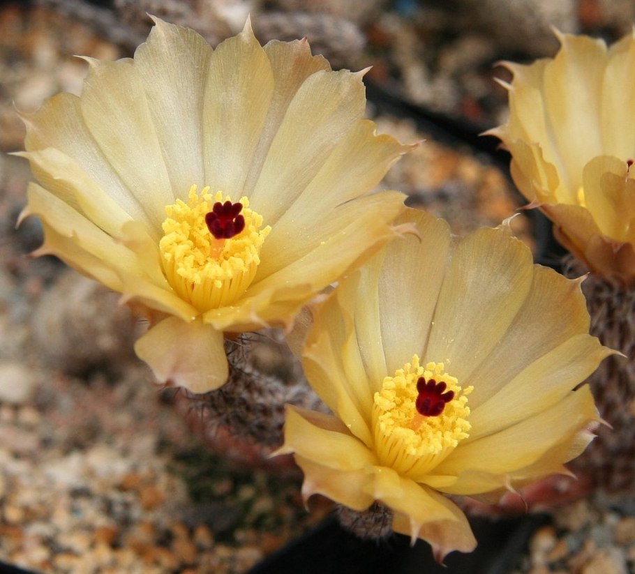 Pterocactus araucanus