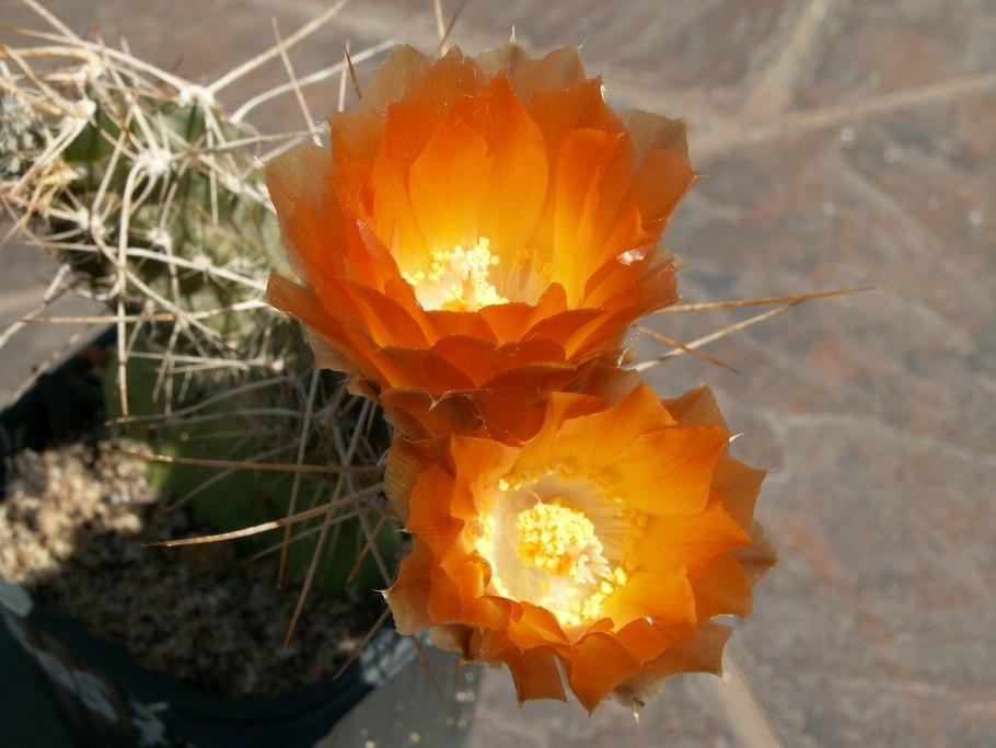 Cleistocactus smaragdiflorus игн