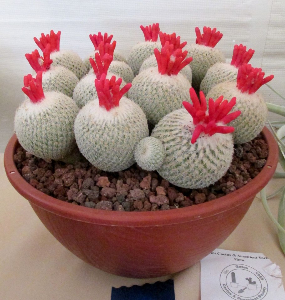 Maihuenia Patagonica