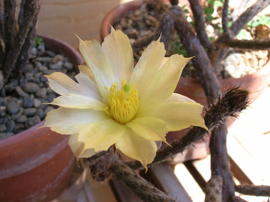 Pterocactus tuberosus