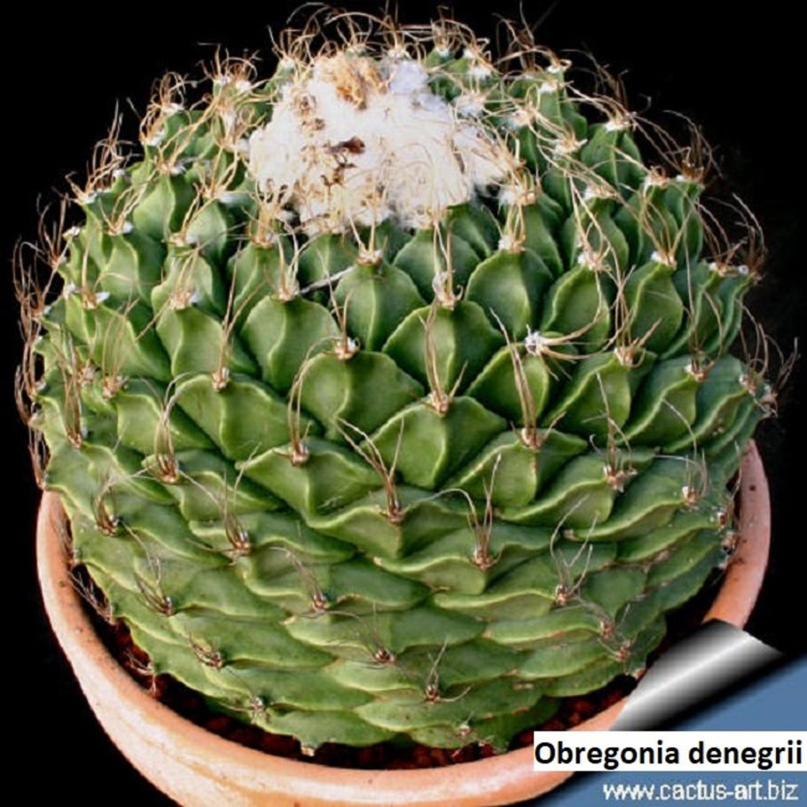 Austrocactus Ferrari