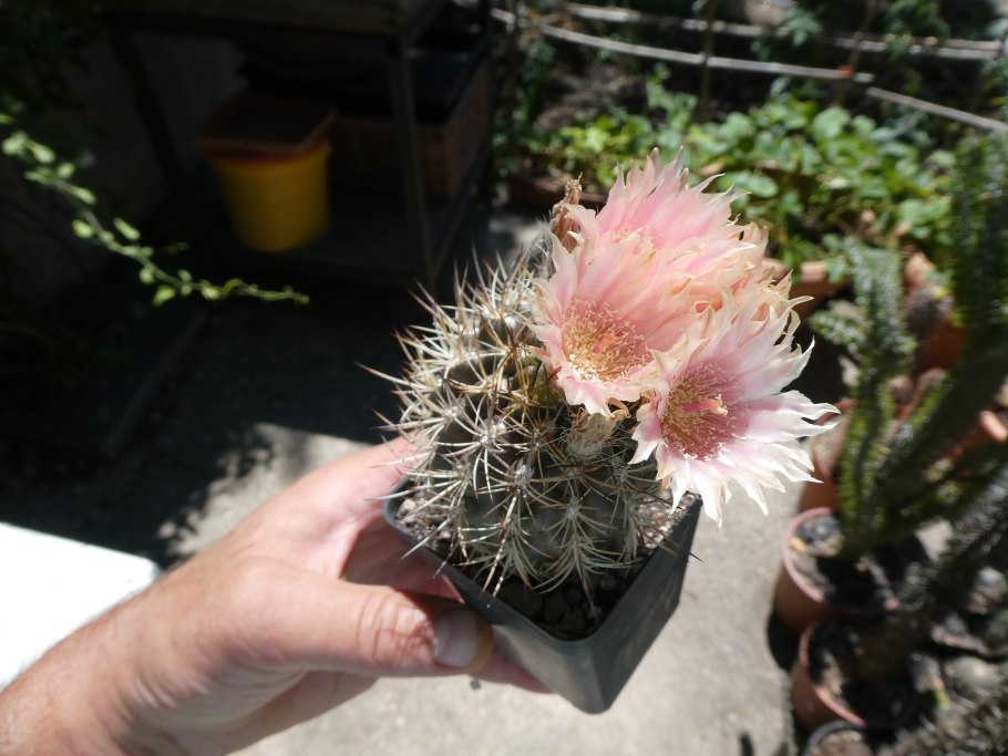 Птерокактус Туберозус