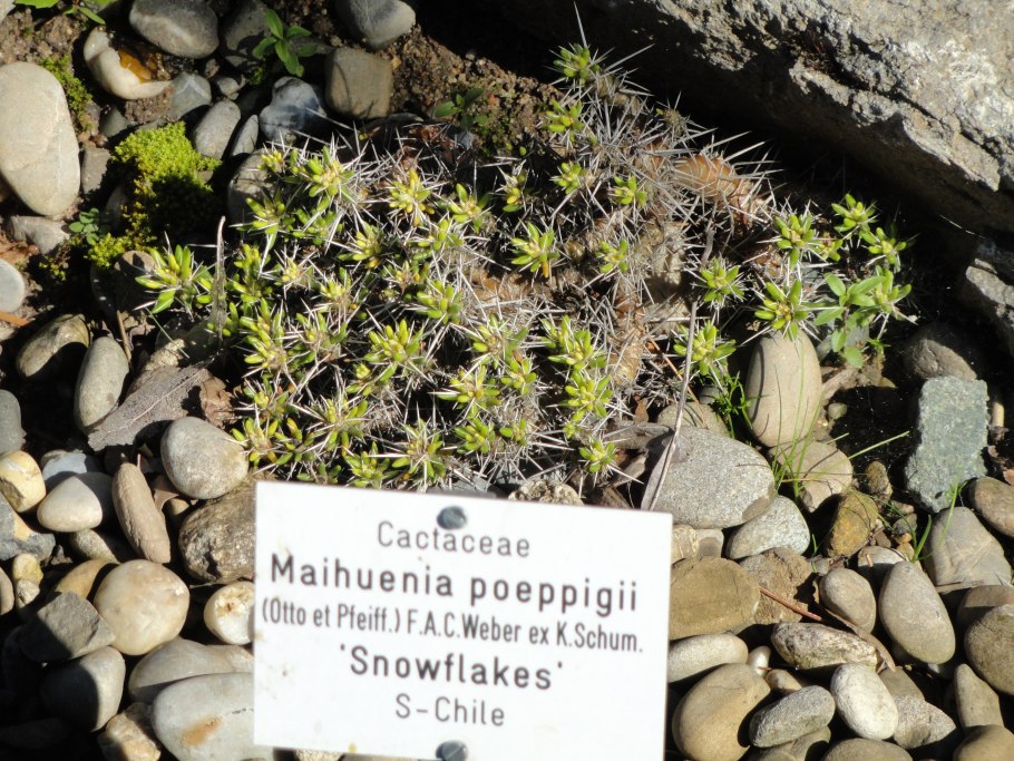 Дионея мухоловка