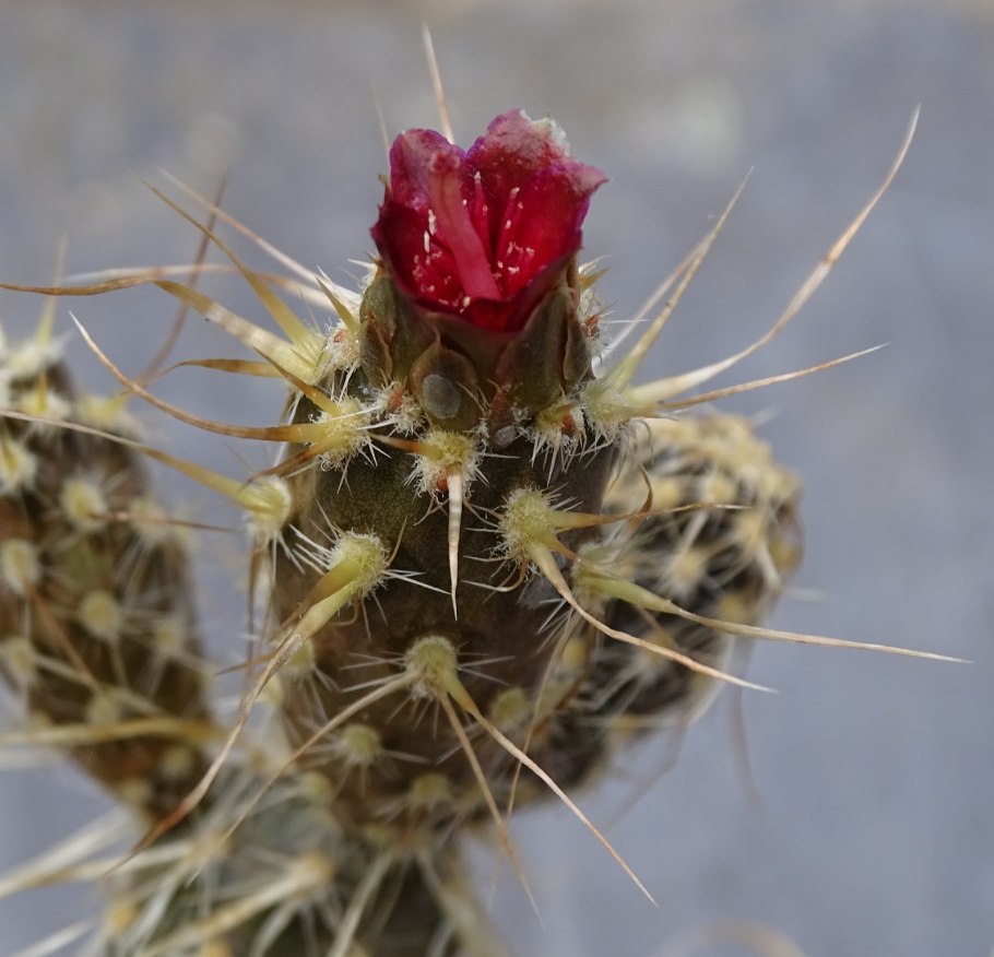 Pterocactus tuberosus