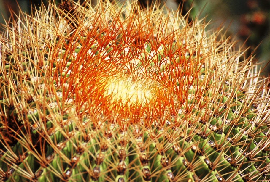 Маммиллярия элонгата