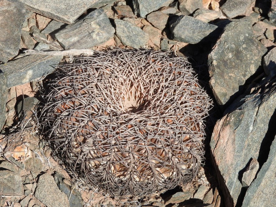 Карбюратор leader pz19jb