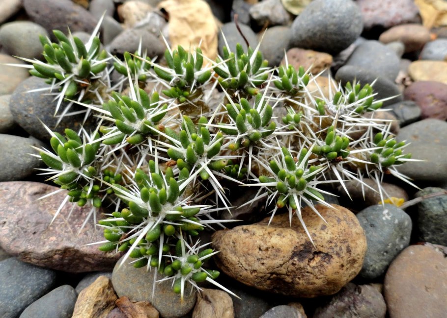 Портрет Лопухиной Лермонтова