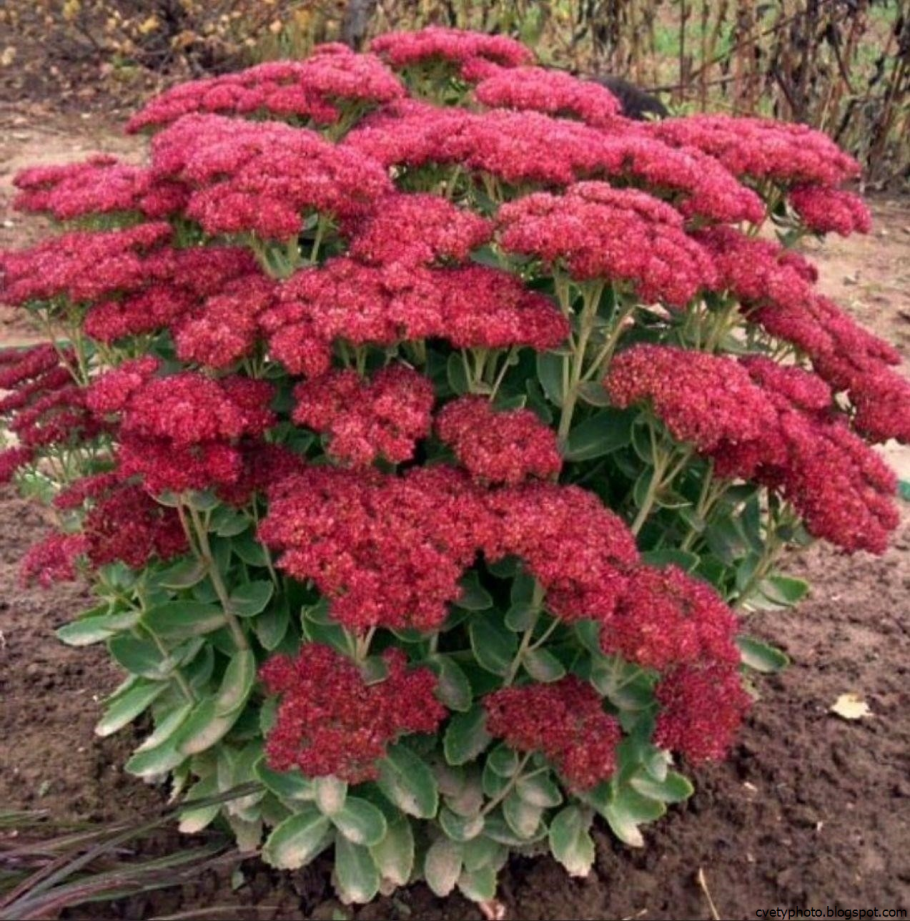 Очиток Видный autumn Joy