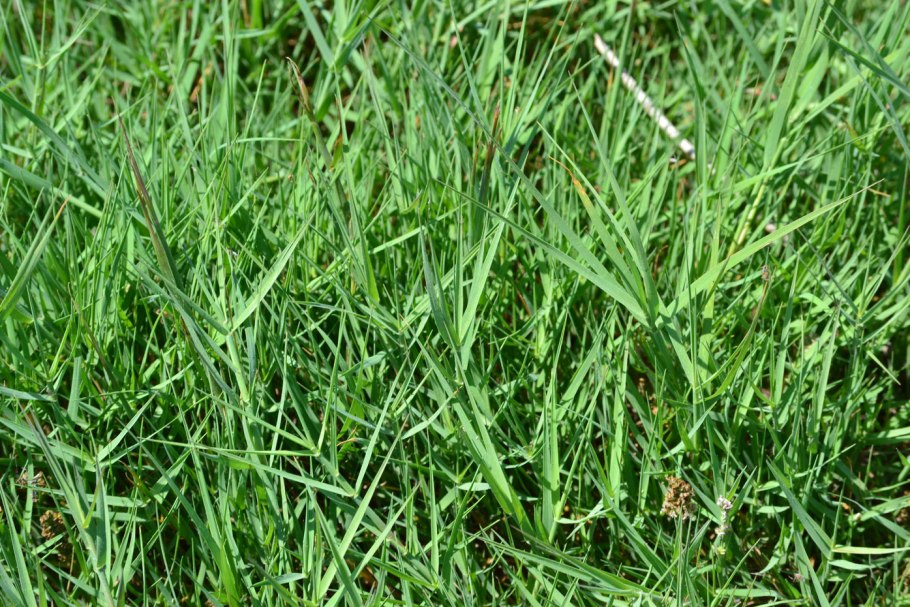 Прибрежница Береговая