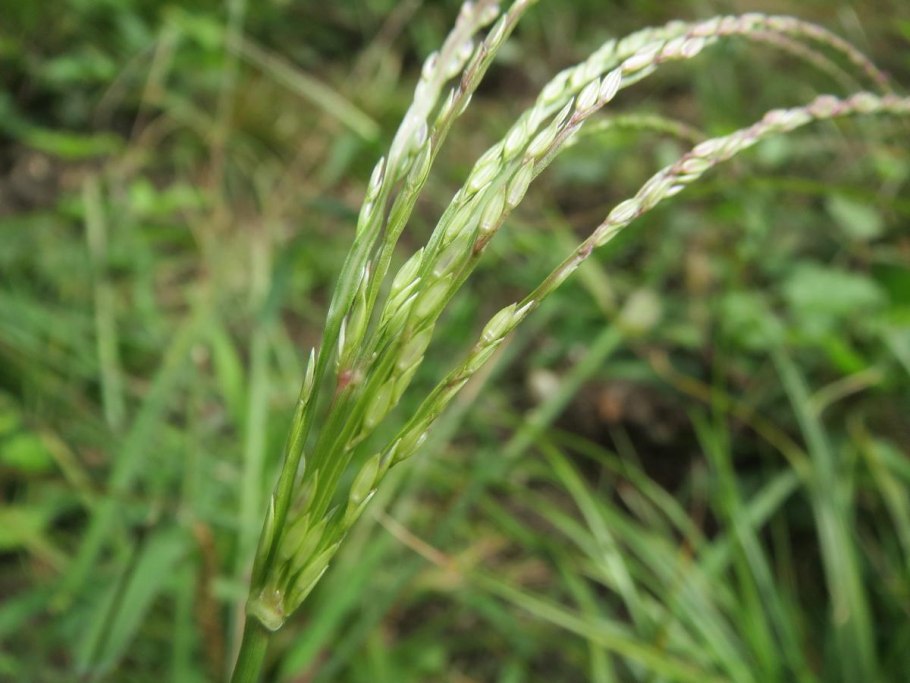 Прибрежница рисунок