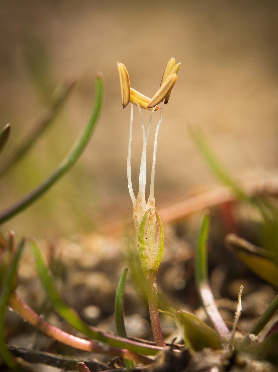 Свинорой пальчатый