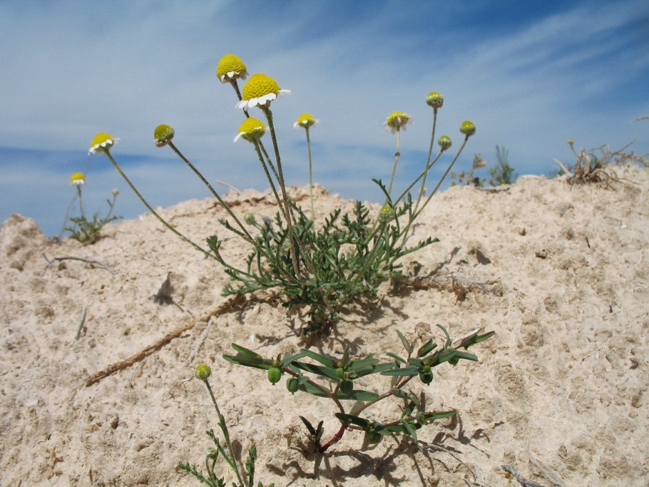 Прибрежница 5 букв