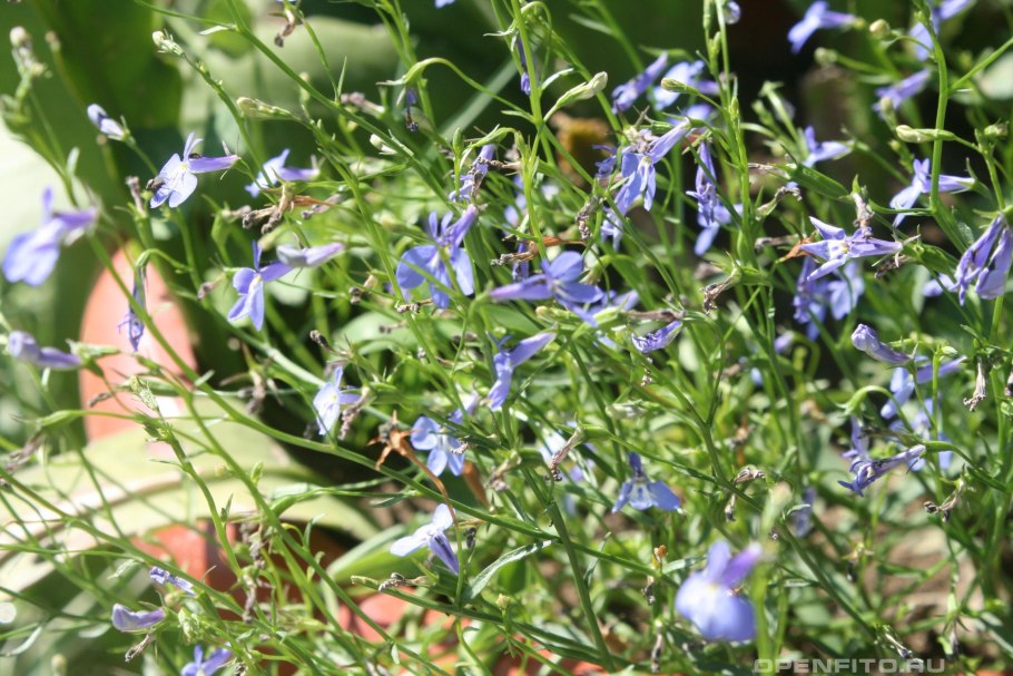 Пушкиния цветок