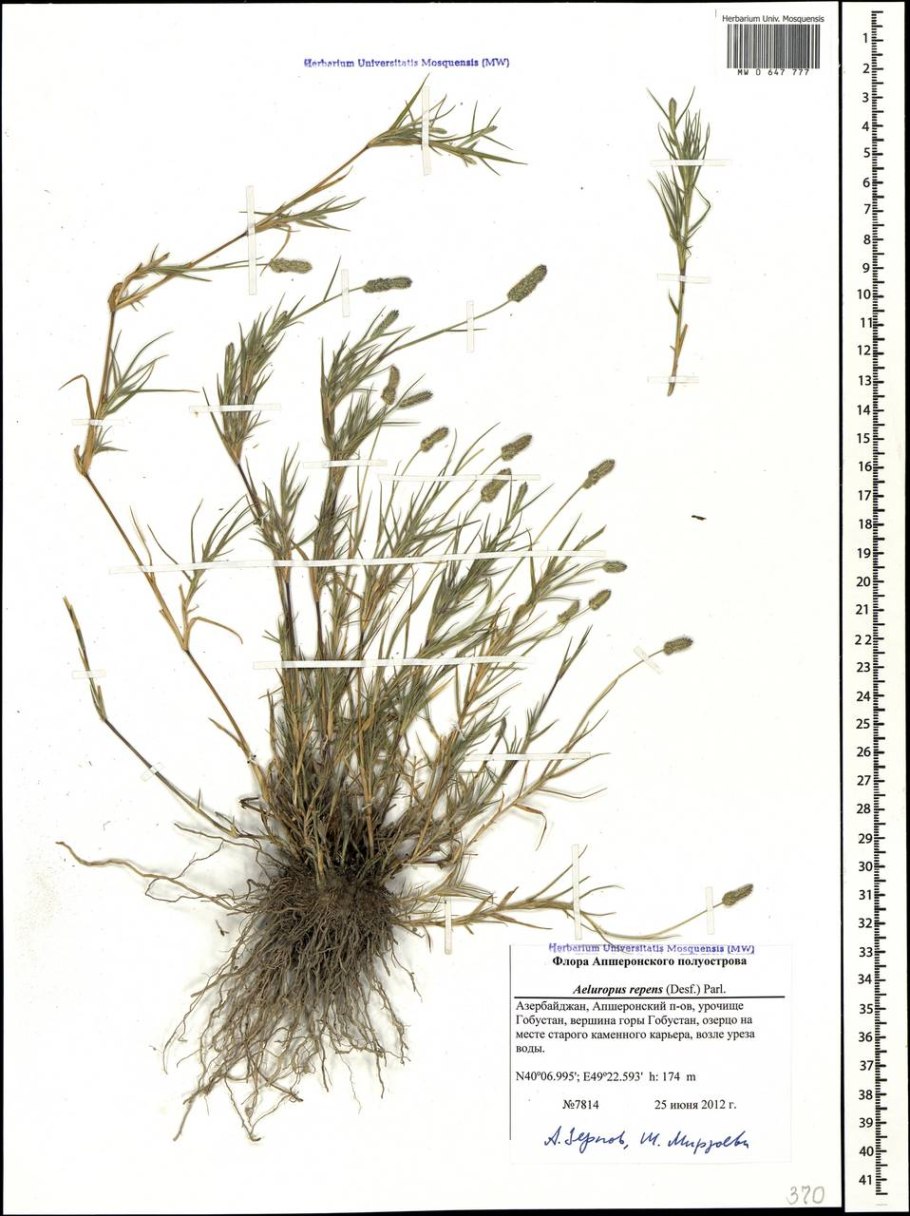 Лимониум Лавандер