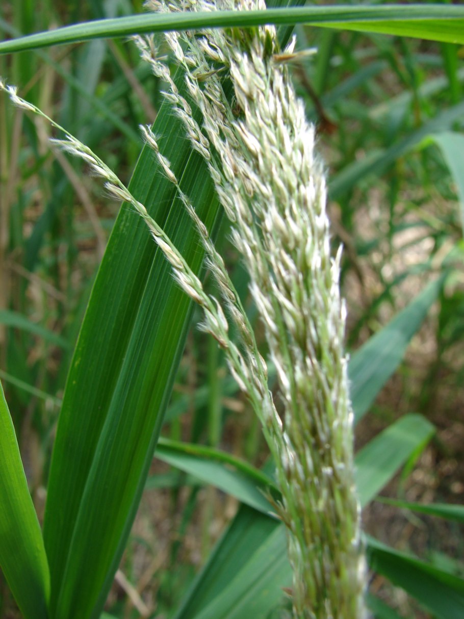 Мискантус китайский Грацилимус