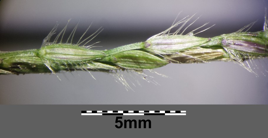 Прибрежница 5 букв