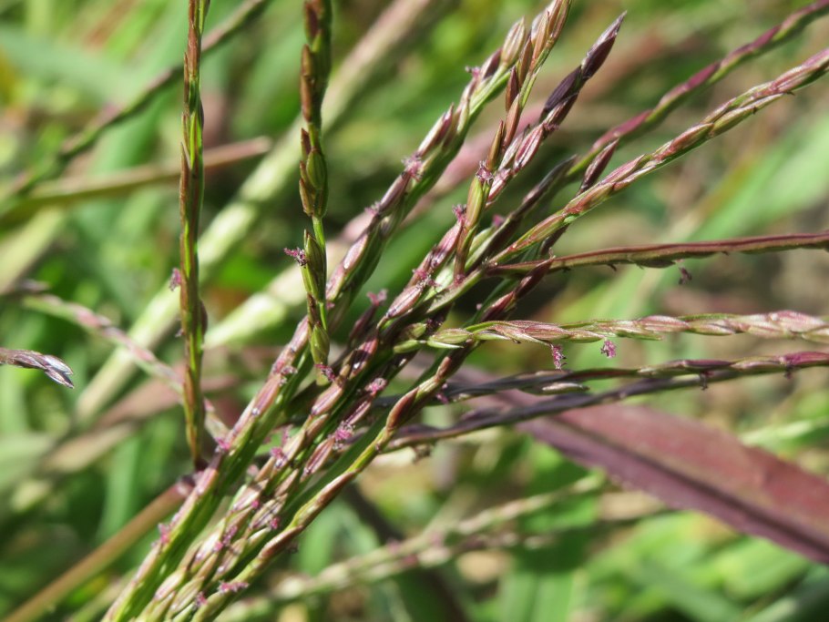 Свинорой растение корни