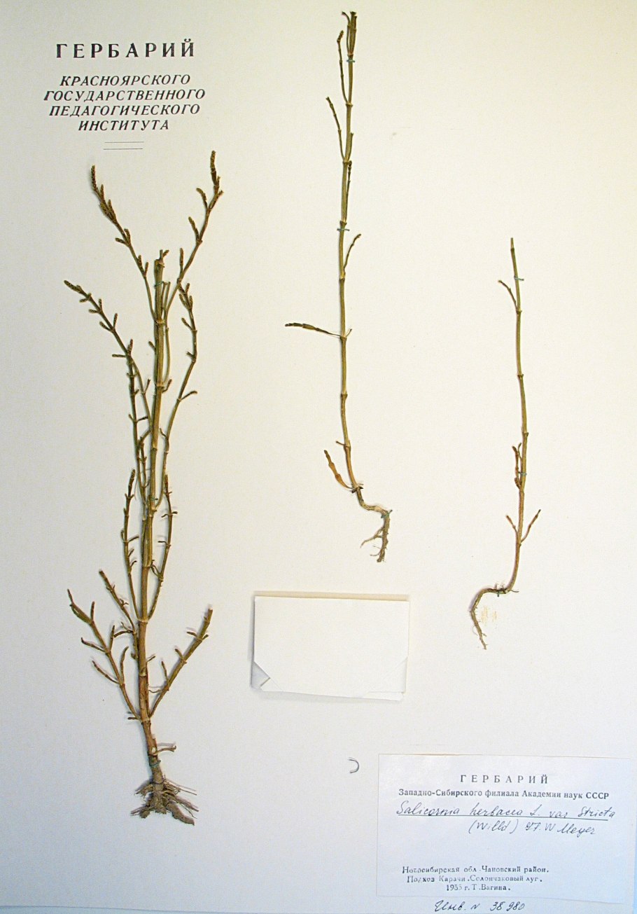 Камыш на берегу моря